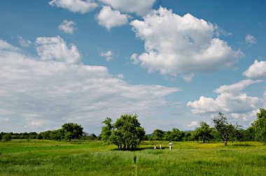 Mavi bulutlu gökyüzü ve ağaçları ile yeşil alan.