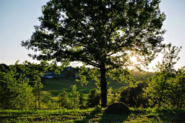 Árvore à luz do sol com uma pilha de feno . — Fotografia de Stock