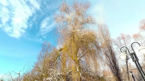 Sneeuw vallen op mij vanaf de top van een hoge boom in een stad Park op een zonnige winterdag. Onderaanzicht. FullHD, 25fps — Stockvideo