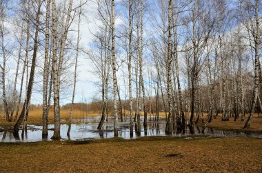 Çıplak ağaç bahar orman suda stand. Yatay Yönlendirme
