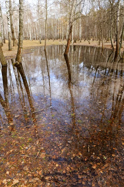 The water spilled and flooded the white birches in the spring forest. Vertical orientation