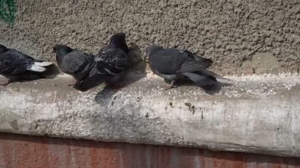 Aggressive Taube greift an einem sonnigen Tag andere Tauben auf dem Dachvorsprung des Hauses an. — Stockvideo