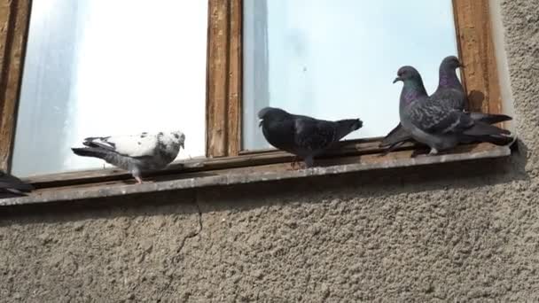 Ein Schwarm Tauben sitzt und spielt an einem sonnigen Tag auf einem alten hölzernen Fensterbrett. — Stockvideo