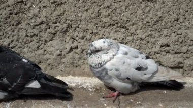 Güneşli bir günde çıkıntıya evde oturan ve kameraya bakarak beyaz güvercin. Yakın çekim. Zoom. 4k