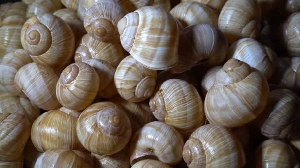 A lot of snail shells lay on each other. Close-up, high detail. Rotation. 4K. — Stock Video
