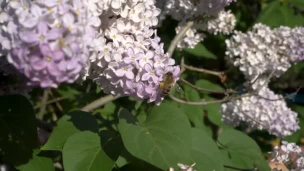 Zblízka létá včela a sbírá pyl z bílo-růžových květů šeříkového keře za jasného slunečného jarního dne. 4K. — Stock video