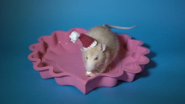 Eine dicke Albino-Ratte mit rotem Weihnachtsmütze frisst ein Stück Käse in einem rosa Teller auf blauem Hintergrund. Aus nächster Nähe. 4K. — Stockvideo