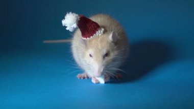 A fat white rat in a red Santa hat eats cheese sitting on a blue background. An albino rat with red eyes. Extreme close-up. 4K