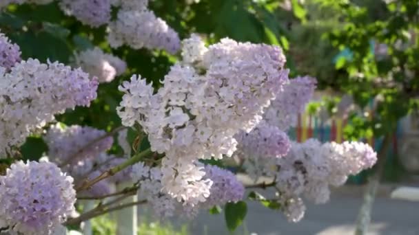 Gros plan, fleurs lilas blanc-rose agitant dans le vent par une belle journée de printemps ensoleillée sur un Bush dans un parc de la ville. 4K . — Video