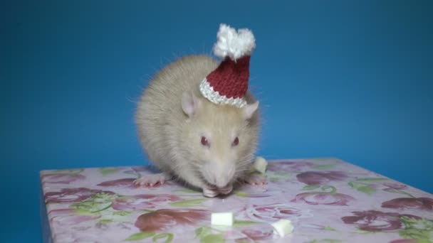 Симпатичная белая крыса - символ нового года в восточном календаре, поедающая кусочки сыра, сидя в красной шляпе Санты на розовой коробке на синем фоне. Крупный план. 4K — стоковое видео