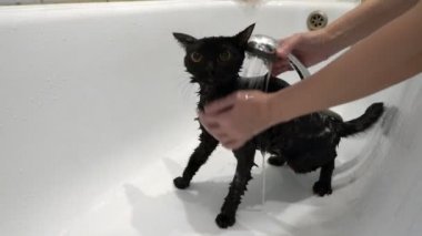 Close-up, a woman pours water from the shower to a frightened black cat with yellow eyes in a white bath. Faceless. Taking care of animals. Lifestyle. Concept. 4K.