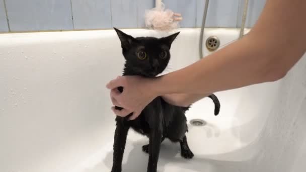 Una mujer lava a un gato negro asustado con ojos amarillos en un baño blanco. Sin rostro. Cuidando de los animales. Estilo de vida. Concepto. 4K . — Vídeos de Stock