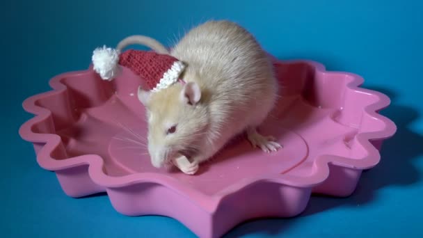 Gros plan, un rat dans un chapeau rouge de Père Noël grignote un morceau de fromage assis dans une assiette rose sur un fond bleu. 4K . — Video