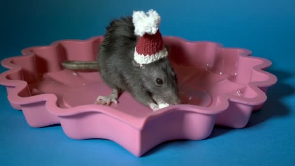 Маленькая черная крыса в шляпе Санты сидит в розовой тарелке и ест кусок сыра. Синий фон. Закрывай. 4K . — стоковое видео