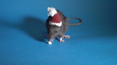 A cute, small, black rat in a Santa Claus hat sits on a blue paper background and eats a piece of cheese. Close-up. 4K.