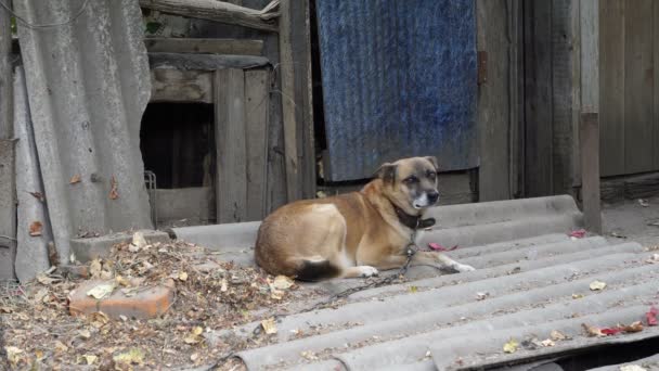 Ένα χαριτωμένο σκυλί αυλή κοιτάζει την κάμερα και κουνάει την ουρά του, ενώ βρίσκεται δεμένο σε ένα κυνοτροφείο στην πίσω αυλή του σπιτιού. Το σκυλόσπιτο. Προστασία των ζώων. Έννοια. 4ια. — Αρχείο Βίντεο
