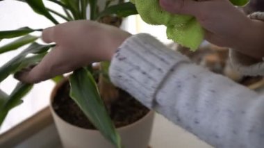Close-up, womens hands wipe the dust from the leaves of a home flower standing on the window with a wet cloth. Homework. Concept. 4K.