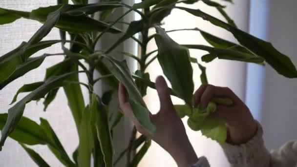 Uma mulher limpa o pó das folhas verdes de uma planta home que está na janela com um pano molhado. Sem rosto. TPC. Estilo de vida. Conceito. 4K . — Vídeo de Stock