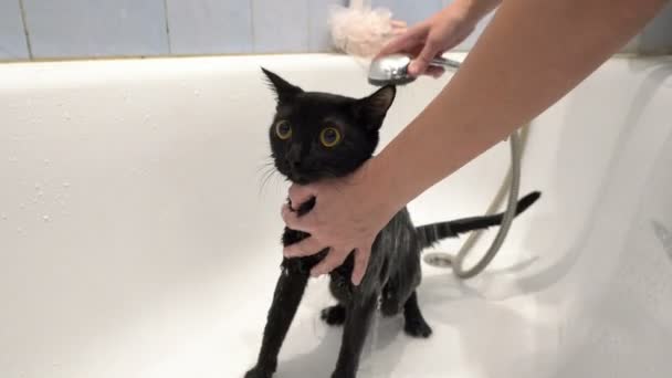 Un chat noir aux yeux jaunes est lavé dans un bain blanc, et il regarde la caméra dans la peur. Sans visage. Prendre soin des animaux. Mode de vie. Concept. Gros plan. 4K . — Video