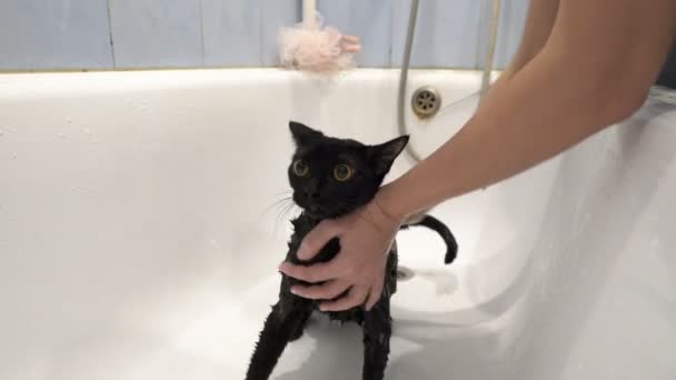 A menina saboneia e massageia um gato preto com olhos amarelos em um banho branco, e olha em volta no medo. Sem rosto. Cuidar dos animais. Estilo de vida. Conceito. Fecha a porta. 4K . — Vídeo de Stock