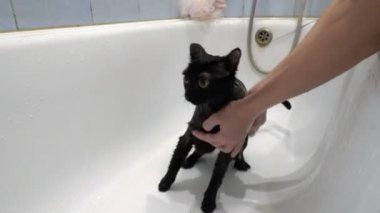 Bir kadın beyaz bir banyoda ıslak siyah bir kediyi sabunluyor ve o korkmuş sarı gözlerle etrafına bakıyor. Yüzsüz. Hayvanlara bakmak. Yaşam tarzı. Kavram. - Yakın çekim. 4k.