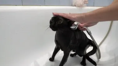 Yakın plan, büyük sarı gözlü siyah bir kedi yavrusu beyaz bir banyoda duştan gelen suyla yıkanır ve sulanır. Yüzsüz. Hayvanların korunması. Yaşam tarzı. Kavram. 4k.