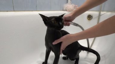 Büyük sarı gözlü bir siyah kedi, beyaz bir banyoda duştan gelen suyla yıkanır ve sulanır. Hayvanların korunması. Yaşam tarzı. Kavram. - Yakın çekim. 4k.