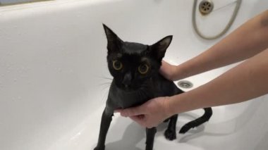 Yakın planda, bir kadın beyaz bir banyoda oturan büyük sarı gözlü, ıslak siyah bir kedinin suyunu siler. Hayvanların korunması. Yaşam tarzı. Kavram. 4k.
