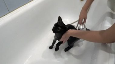 A small defenseless black cat with yellow eyes is bathed in a white bath. The woman waters the cat with water from the shower and wipes it. Taking care of animals. Lifestyle. Concept. Closeup. 4K.