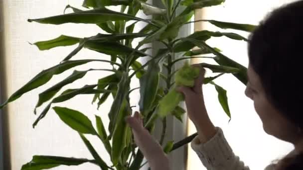 Дівчина-флорист доглядає за квіткою і протирає зелене листя кімнатного рослини мокрою тканиною. Поняття. Крупним планом. 4-кілометровий . — стокове відео