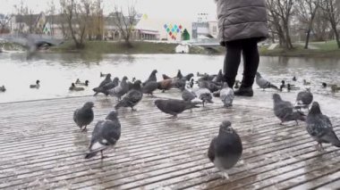 A woman feeds a flock of pigeons in a city Park near the river. She throws the birds bread and grain standing on a wooden bridge near the water. View from ground level. Close-up.