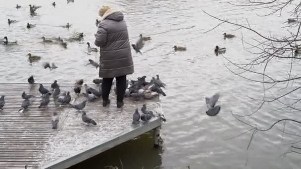 Starší žena krmí holuby v městském parku u rybníka. Hodí ptačí chléb a obilí na dřevěný most u vody. Zadní pohled. — Stock video