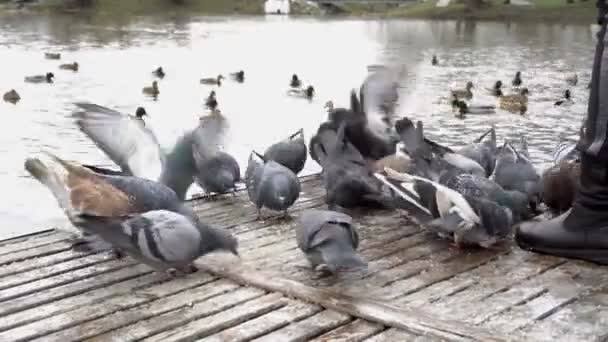 Zblízka žena krmí stádo holubů v městském parku poblíž řeky. Ptáci hladí chléb a obilí na dřevěném mostě u řeky. Bez tváře. Pohled z úrovně chodidel. — Stock video