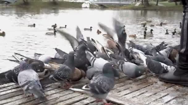 Hejno holubů klovajících do jídla v městském parku u řeky. Ptáci se vyděsí, odletí a pak se vrátí. Pohled ze země. Closeup. — Stock video