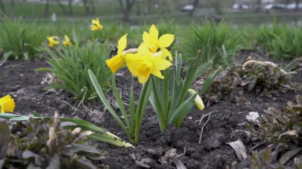 Yellow flowers, daffodils, grow in a flower bed in a city Park and sway in the wind. No people. View from below, from ground level. Closeup. Blurred background. 4K. — ストック動画