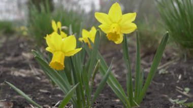 Close-up of flowers, yellow daffodils growing in a flower bed in a city Park and swaying in the wind. No people. View from below, from ground level. Blurred background. 4K.