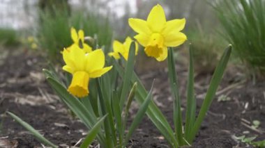 İlk bahar çiçekleri, sarı çiçek açan nergisler, kasvetli bir günde rüzgarda salınırlar. Kavram. - Yakın çekim. 4k.