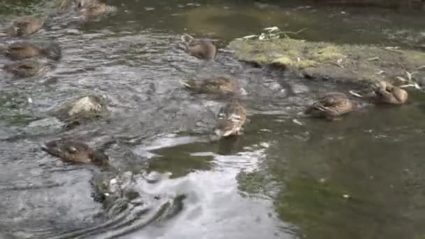 Wilde eenden eten groene algen in een ondiepe beek op een zonnige dag. Ze leggen hun hoofd onder water en zoeken naar voedsel op de bodem. 4k. — Stockvideo