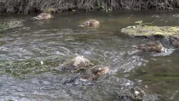 Стая уток плавает и питается мелким ручьем в солнечный день. Они опускают головы под воду и едят зеленые водоросли со дна реки. Крупный план. 4K . — стоковое видео