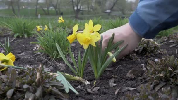 Un jardinier mâle plante des jonquilles jaunes dans un lit de fleurs dans un parc de la ville un jour de printemps. Sans visage. Gros plan. Vue du bas. 4K . — Video