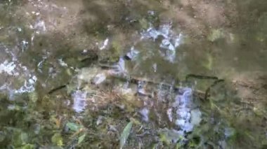 Birçok siyah sülük güneşli bir günde bir ormanın temiz sularında yüzer. Yukarıdan manzara. - Yakın çekim. Kavram. 4K.