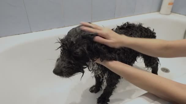 A girl shampoos a wet black dog that is standing in a white bath. The dog looks around sadly. Bathing a pet. Concept. Faceless. Closeup. 4K. — Stockvideo