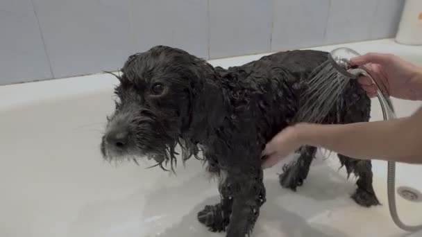 A sad black dog is standing in the bathtub while a woman pours water from the shower over it. Bathing a pet. Closeup. Concept. 4K. — Stock Video