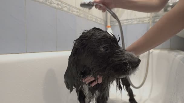Primer plano de la cara de un perro triste que se lava en un baño blanco en casa. Una mujer vierte agua de la ducha sobre un perro negro y lo acaricia. Bañar a una mascota. Concepto. 4K . — Vídeos de Stock