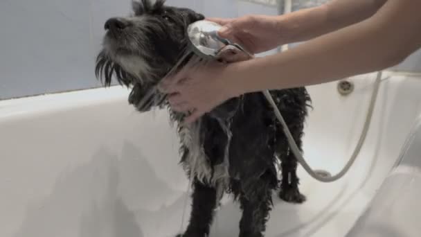 Um cão preto sujo é lavado em um banho branco em casa. Uma mulher derrama água do chuveiro sobre o cão, e o cão olha ao redor tristemente. A banhar um animal de estimação. Conceito. Sem rosto. 4K . — Vídeo de Stock