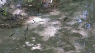 Büyük siyah sülükler güneşli bir günde küçük bir ormanın temiz sularında yüzerler. Vahşi yaşam. - Yakın çekim. Yukarıdan görünüşü.