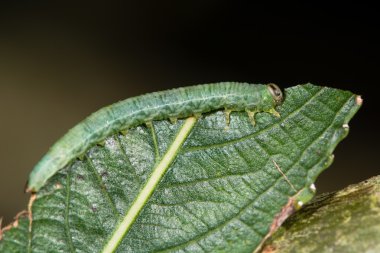 Söğüt (Salix sp besleme sawfly larva.)