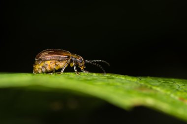 Kartopu böcek (Pyrrhalta viburni) gravid erkek