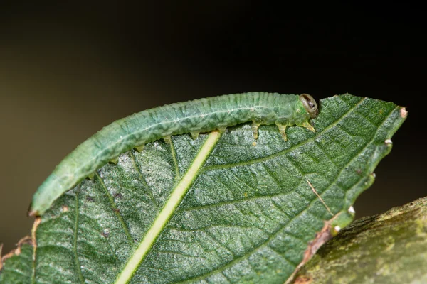 Larva de serrana alimentándose de sauce (Salix sp. .) —  Fotos de Stock