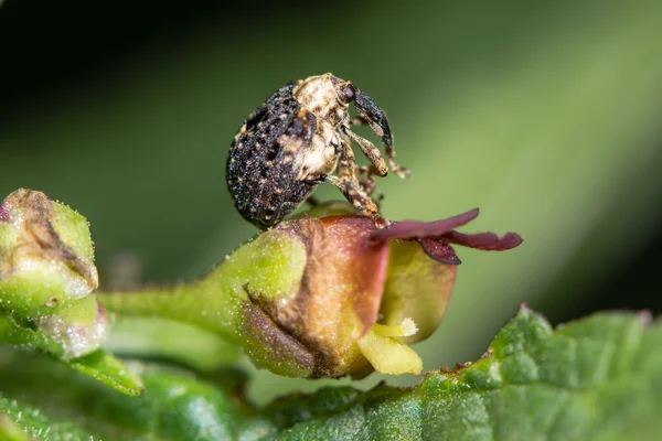 Figwort weevil (Cionus scrophulariae) em flor de plantas alimentícias — Fotografia de Stock